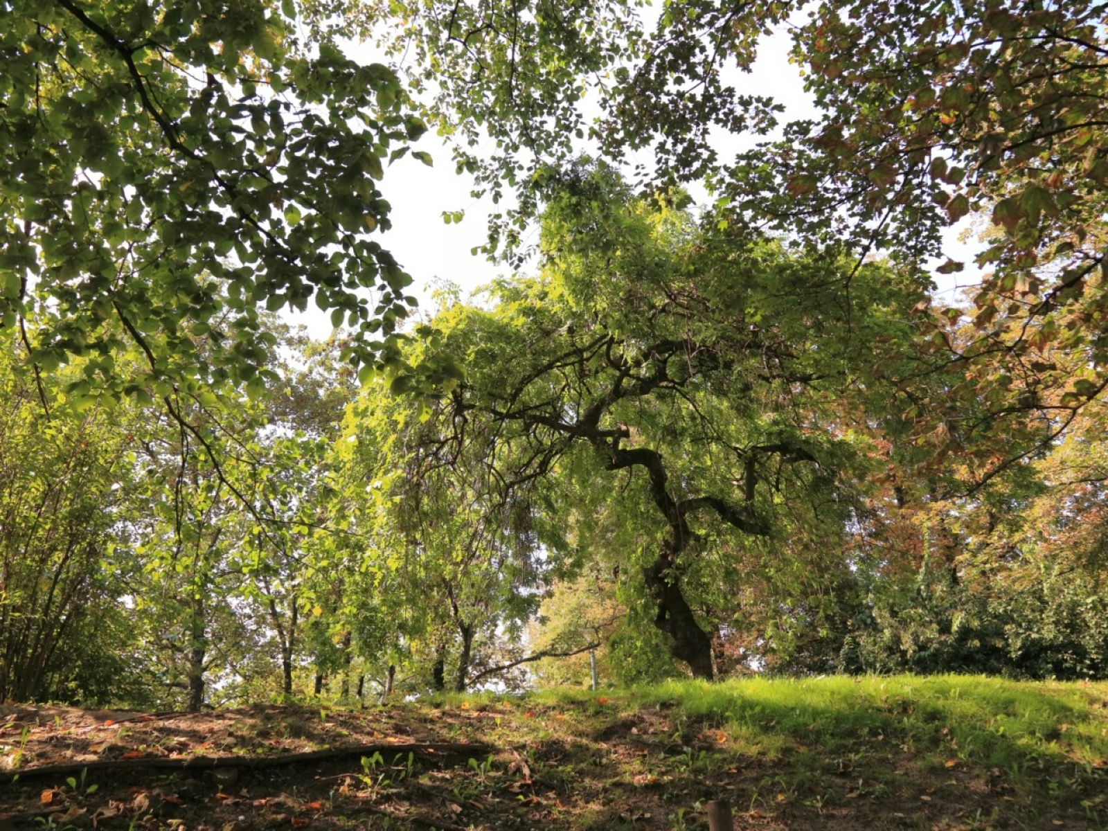 Zdjęcie w galerii na portalu naszwodzislaw.com: Spojrzenia-Vzhled. Jubileuszowa wystawa FOTONu w Opawie wiadomości z regionu