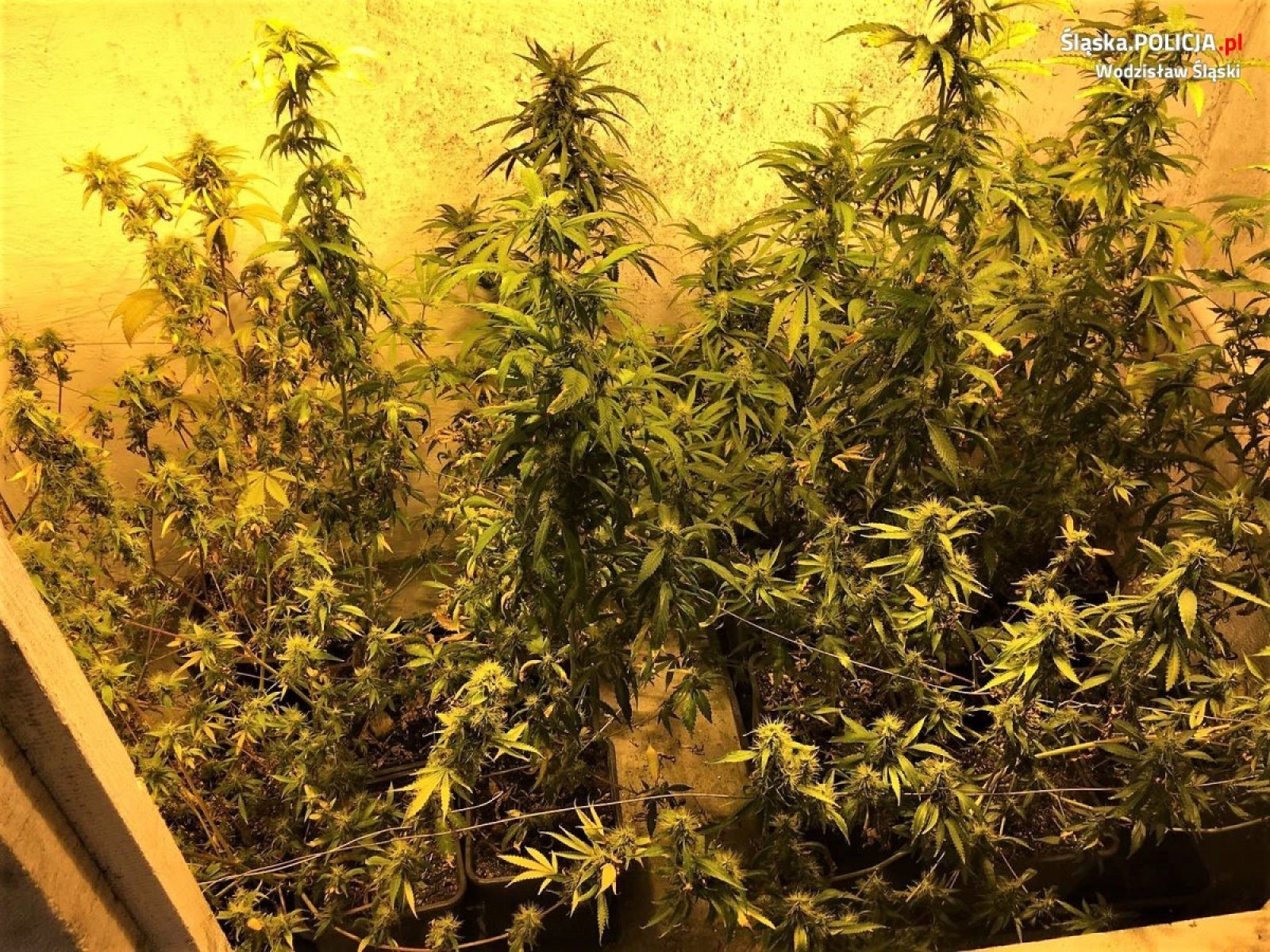 Zdjęcie w galerii na portalu naszwodzislaw.com: Policja zlikwidowała plantację marihuany. 36-latek za kratkami wiadomości z regionu