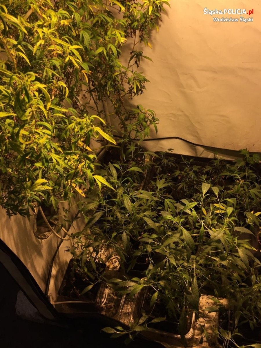 Zdjęcie w galerii na portalu naszwodzislaw.com: Policja zlikwidowała plantację marihuany. 36-latek za kratkami wiadomości z regionu