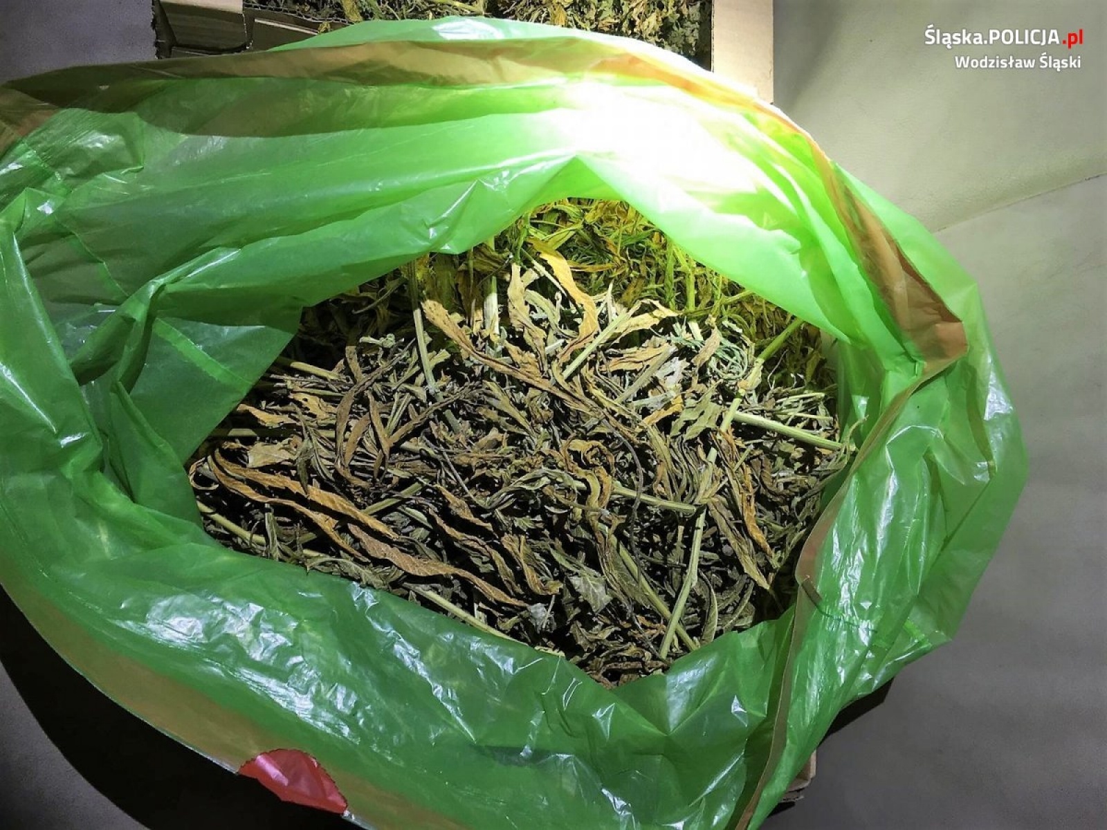 Zdjęcie w galerii na portalu naszwodzislaw.com: Policja zlikwidowała plantację marihuany. 36-latek za kratkami wiadomości z regionu