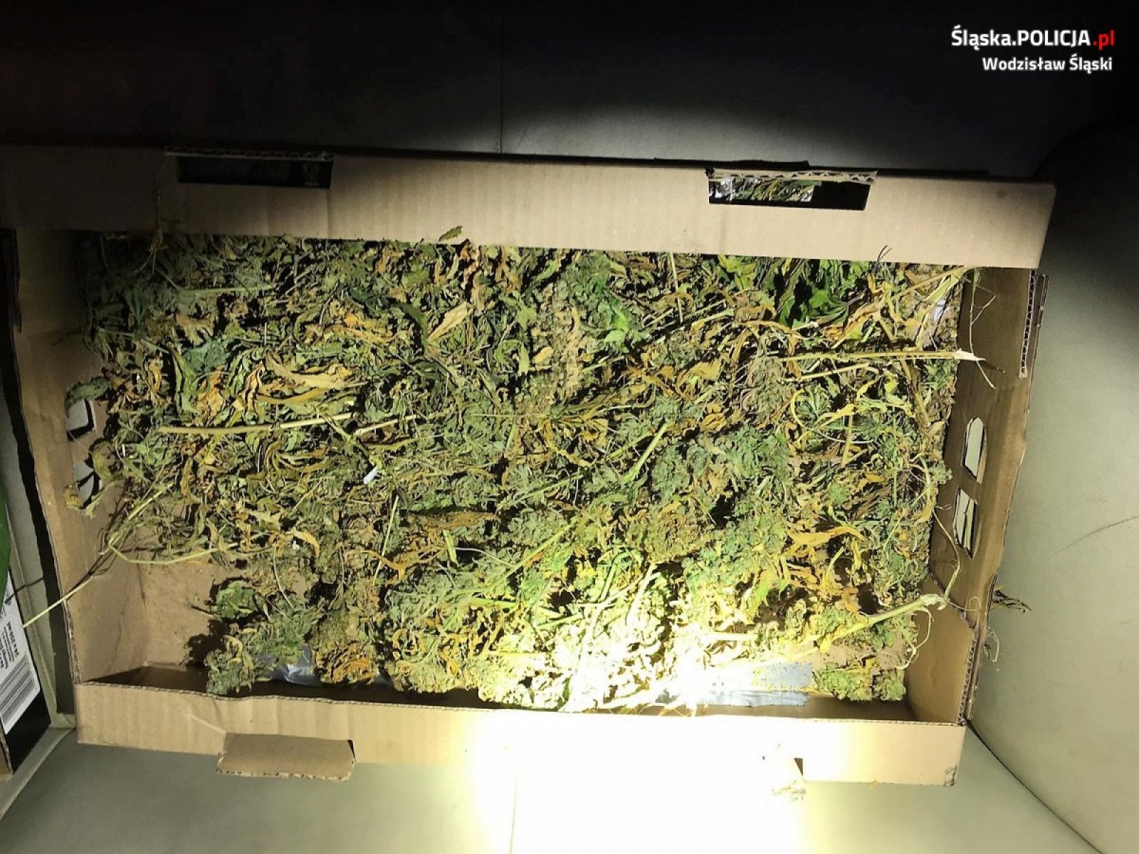 Zdjęcie w galerii na portalu naszwodzislaw.com: Policja zlikwidowała plantację marihuany. 36-latek za kratkami wiadomości z regionu