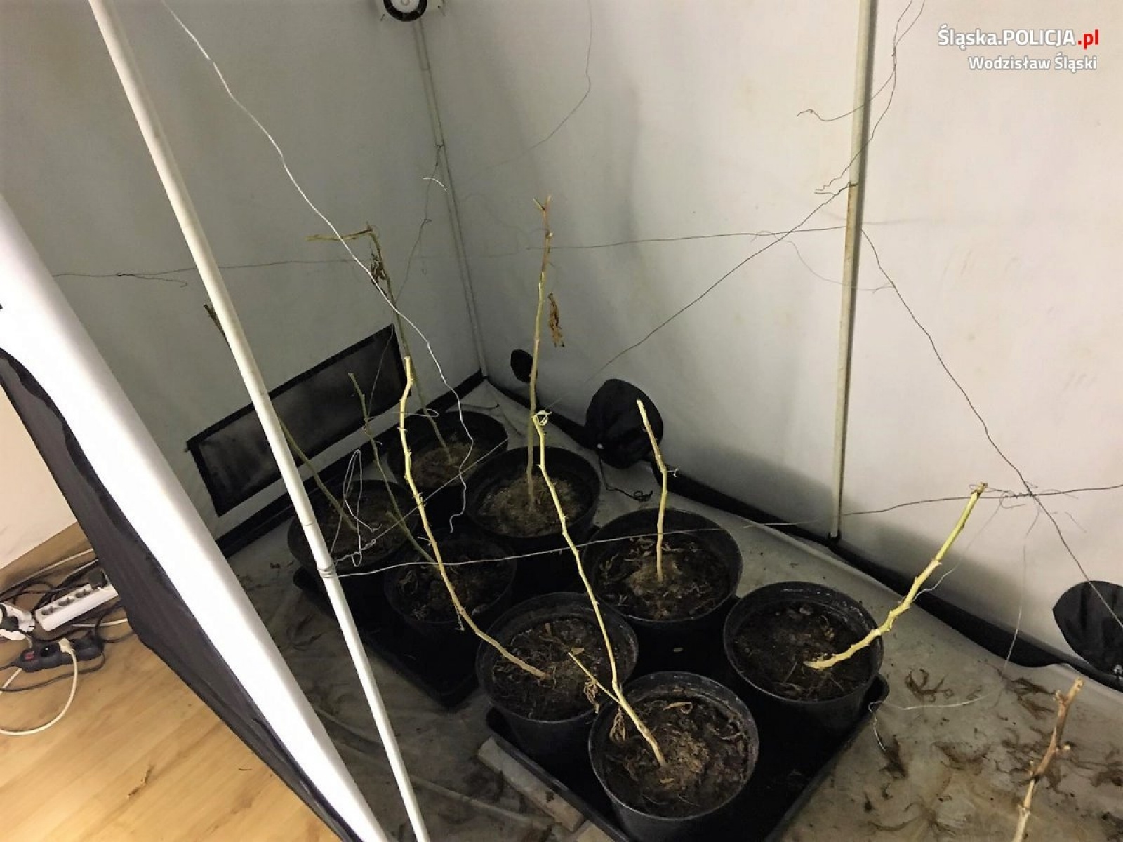 Zdjęcie w galerii na portalu naszwodzislaw.com: Policja zlikwidowała plantację marihuany. 36-latek za kratkami wiadomości z regionu