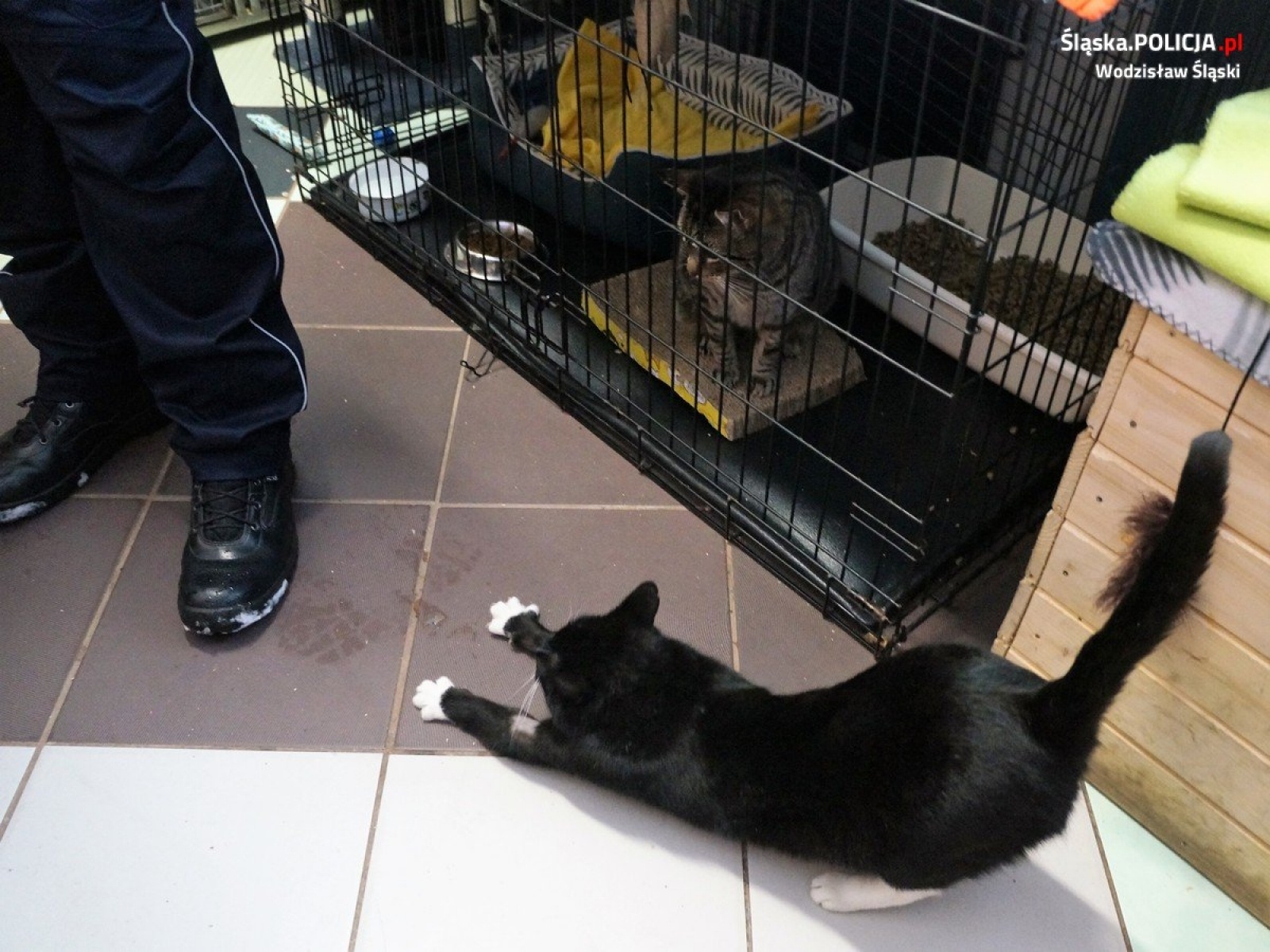 Zdjęcie w galerii na portalu naszwodzislaw.com: Wodzisławscy policjanci zorganizowali zbiórkę karmy dla bezdomnych zwierząt wiadomości z regionu