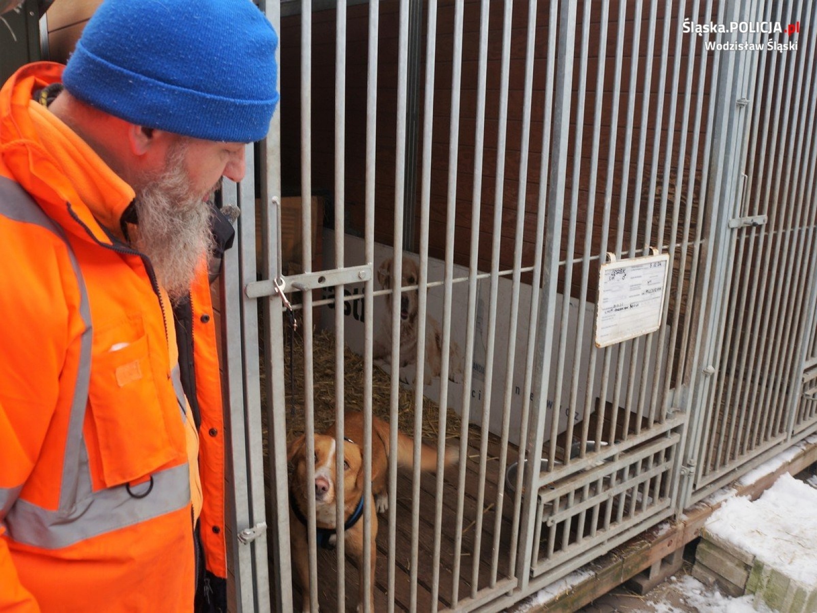 Zdjęcie w galerii na portalu naszwodzislaw.com: Wodzisławscy policjanci zorganizowali zbiórkę karmy dla bezdomnych zwierząt wiadomości z regionu