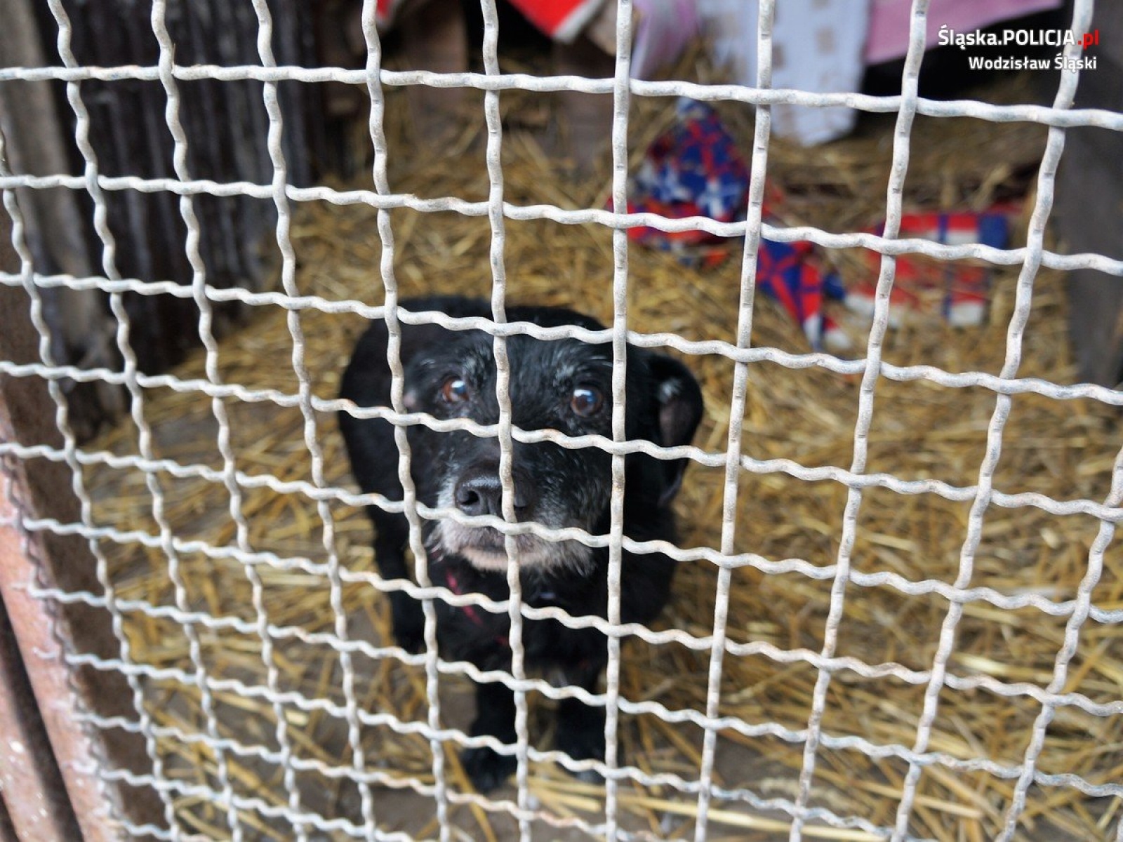 Zdjęcie w galerii na portalu naszwodzislaw.com: Wodzisławscy policjanci zorganizowali zbiórkę karmy dla bezdomnych zwierząt wiadomości z regionu