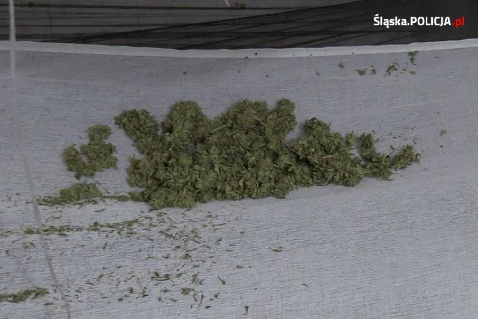 Zdjęcie w galerii na portalu naszwodzislaw.com: Narkobiznes w Syryni. Komenda wojewódzka policji zatrzymała trzech podejrzanych wiadomości z regionu