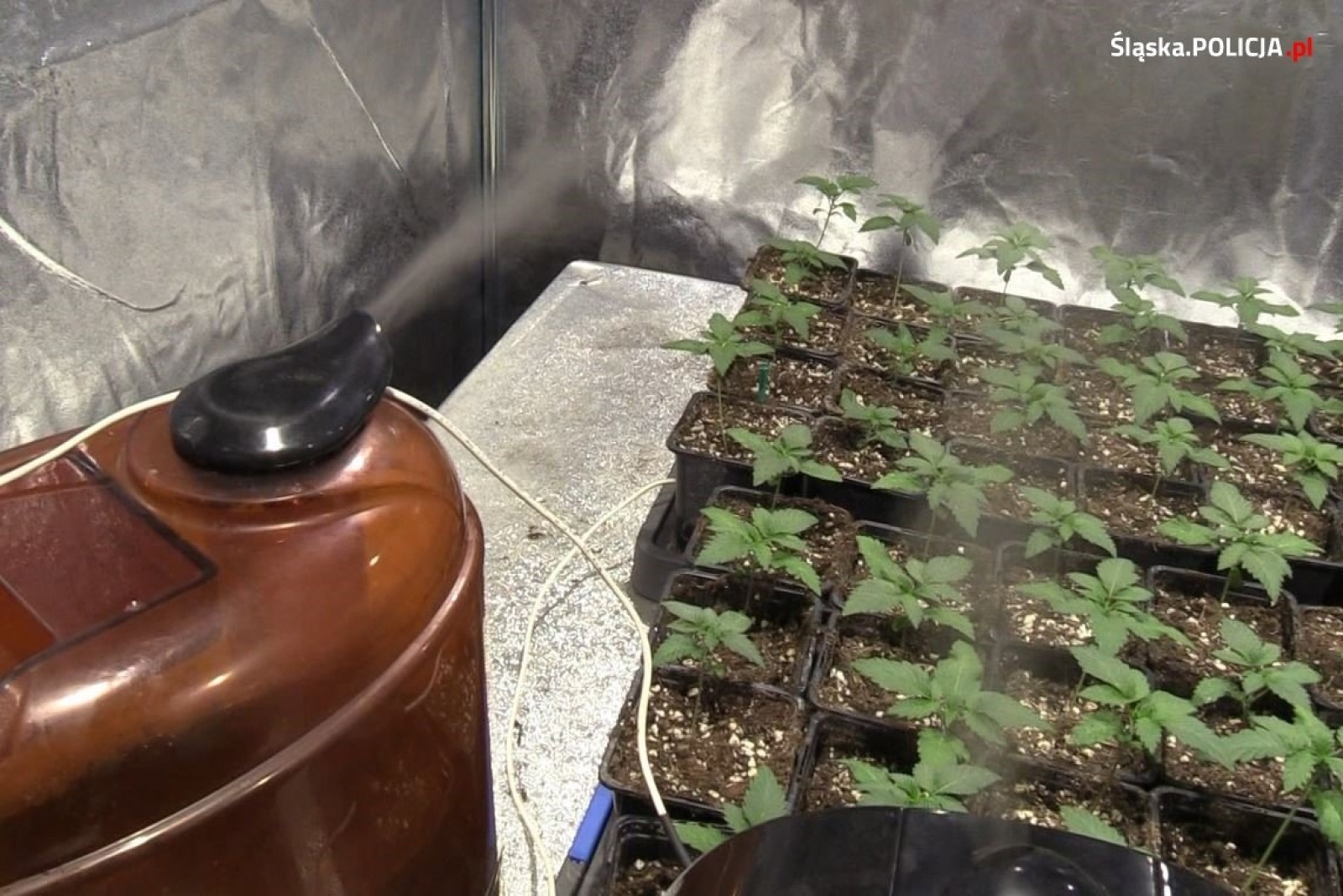 Zdjęcie w galerii na portalu naszwodzislaw.com: Narkobiznes w Syryni. Komenda wojewódzka policji zatrzymała trzech podejrzanych wiadomości z regionu