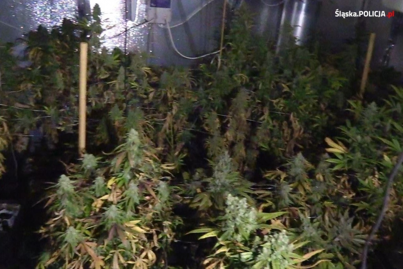 Zdjęcie w galerii na portalu naszwodzislaw.com: Narkobiznes w Syryni. Komenda wojewódzka policji zatrzymała trzech podejrzanych wiadomości z regionu