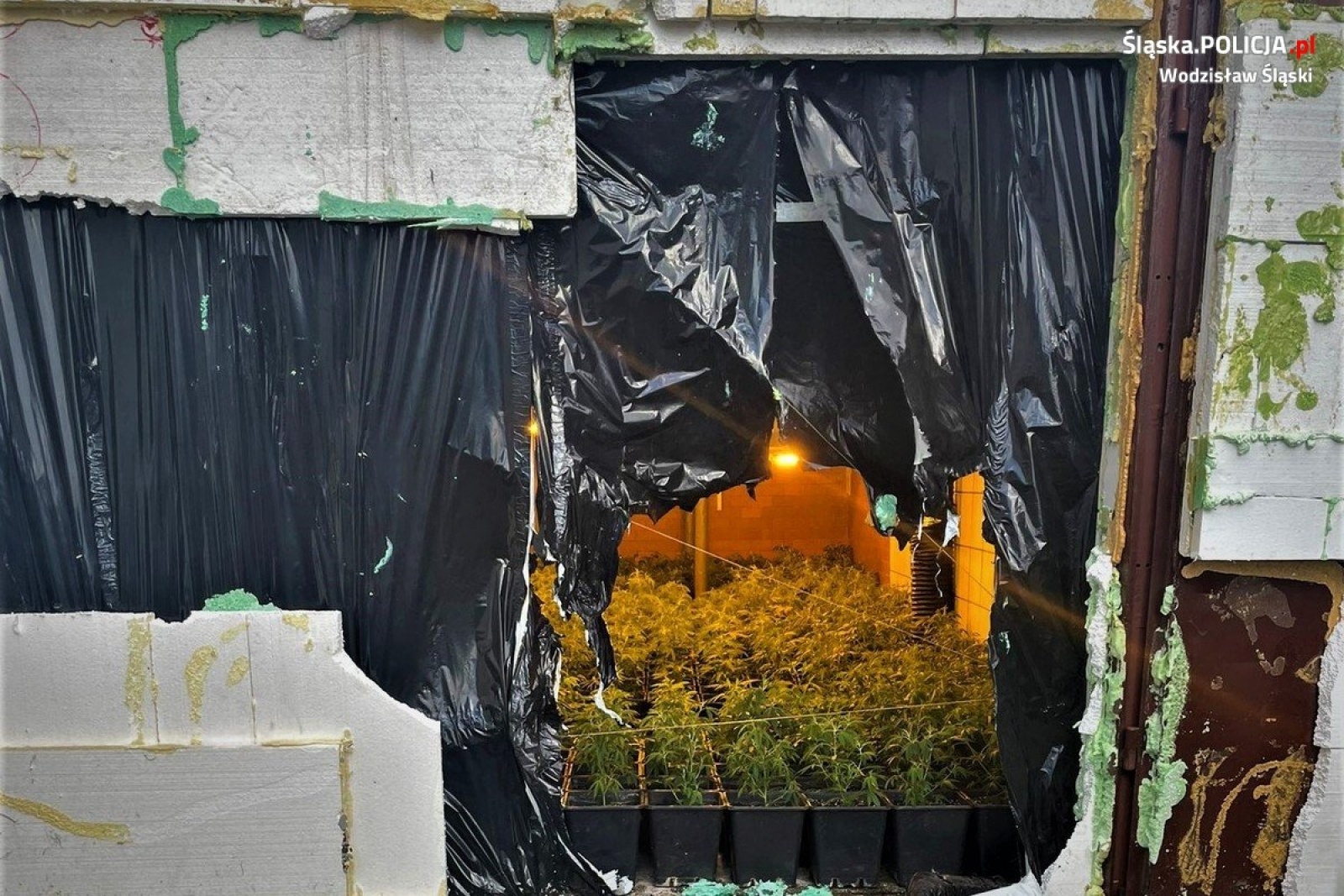 Zdjęcie w galerii na portalu naszwodzislaw.com: Przy Szybowej zlikwidowano plantację marihuany wiadomości z regionu