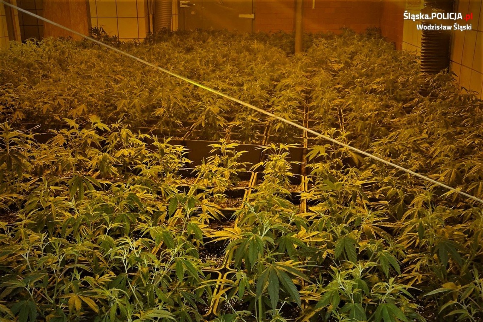 Zdjęcie w galerii na portalu naszwodzislaw.com: Przy Szybowej zlikwidowano plantację marihuany wiadomości z regionu