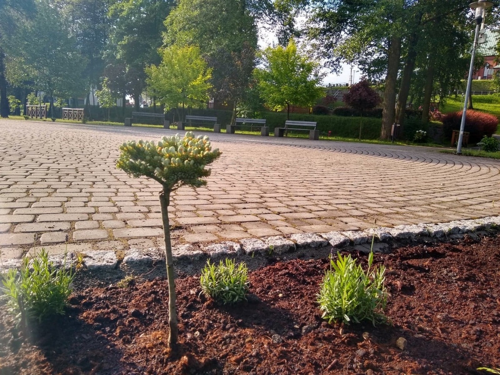 Zdjęcie w galerii na portalu naszwodzislaw.com: Fundacja JSW ufundowała nowe nasadzenia w mszańskim Parku Aktywnej Rekreacji wiadomości z regionu