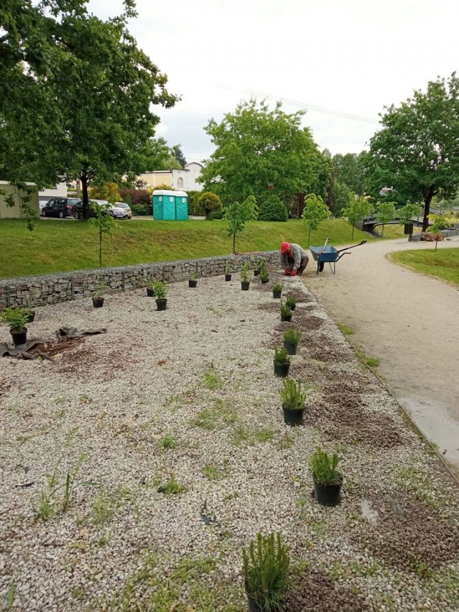 Zdjęcie w galerii na portalu naszwodzislaw.com: Fundacja JSW ufundowała nowe nasadzenia w mszańskim Parku Aktywnej Rekreacji wiadomości z regionu