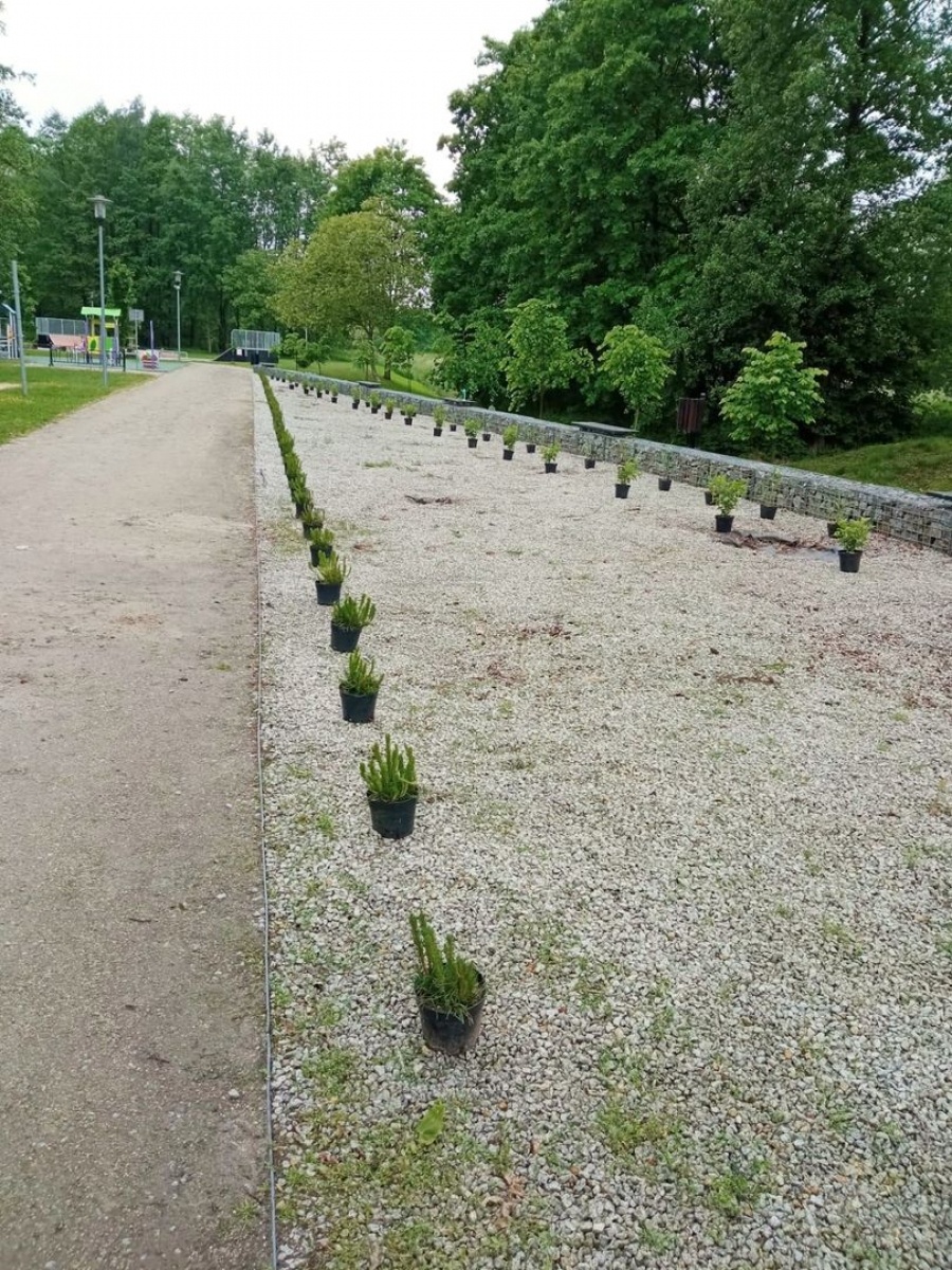 Zdjęcie w galerii na portalu naszwodzislaw.com: Fundacja JSW ufundowała nowe nasadzenia w mszańskim Parku Aktywnej Rekreacji wiadomości z regionu