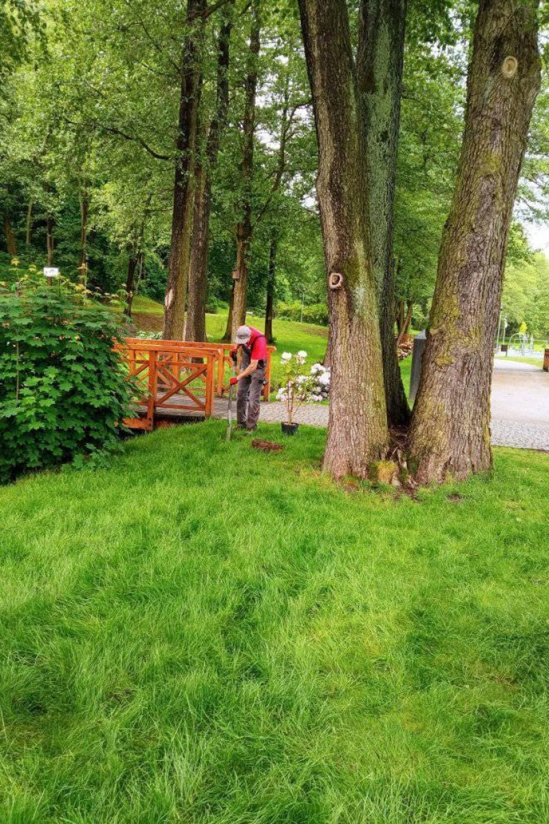 Zdjęcie w galerii na portalu naszwodzislaw.com: Fundacja JSW ufundowała nowe nasadzenia w mszańskim Parku Aktywnej Rekreacji wiadomości z regionu