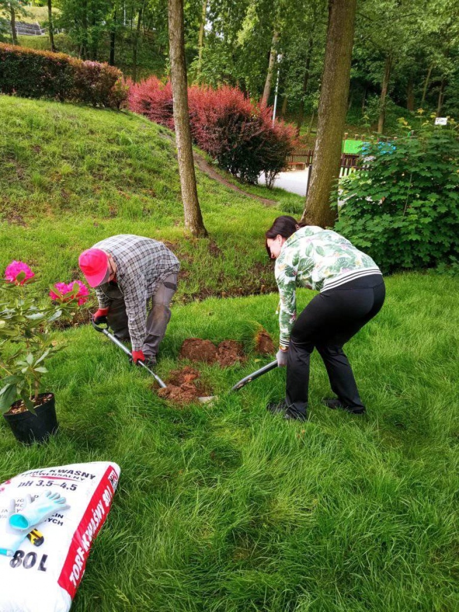 Zdjęcie w galerii na portalu naszwodzislaw.com: Fundacja JSW ufundowała nowe nasadzenia w mszańskim Parku Aktywnej Rekreacji wiadomości z regionu