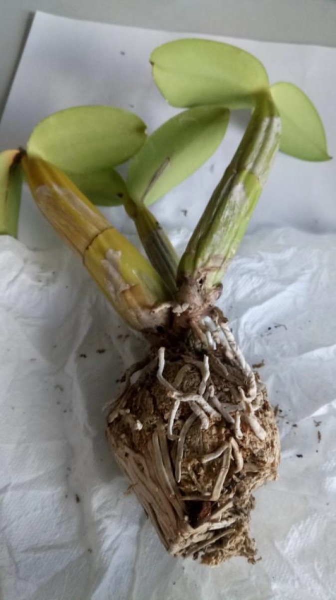 Zdjęcie w galerii na portalu naszwodzislaw.com: Jak nie zostać wakacyjnym przemytnikiem [LISTA RZECZY ZABRONIONYCH] wiadomości z regionu