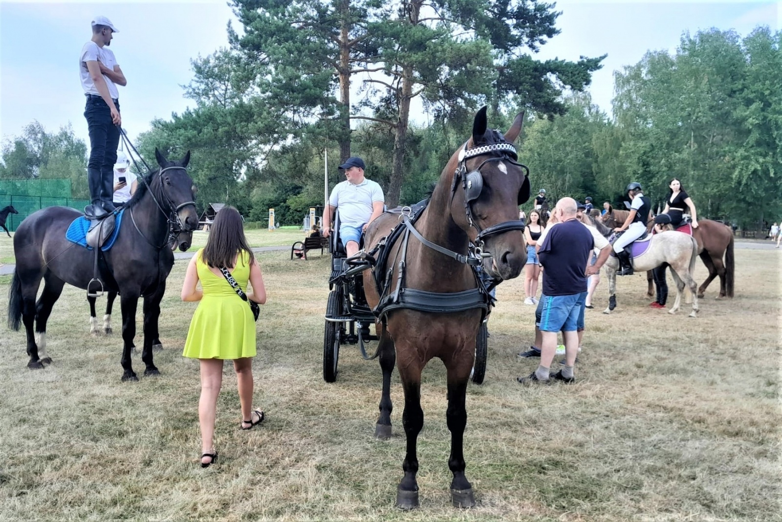 Zdjęcie w galerii na portalu naszwodzislaw.com: XIII Pokaz Konia Śląskiego za nami. Gira najpiękniejsza [FOTO] wiadomości z regionu