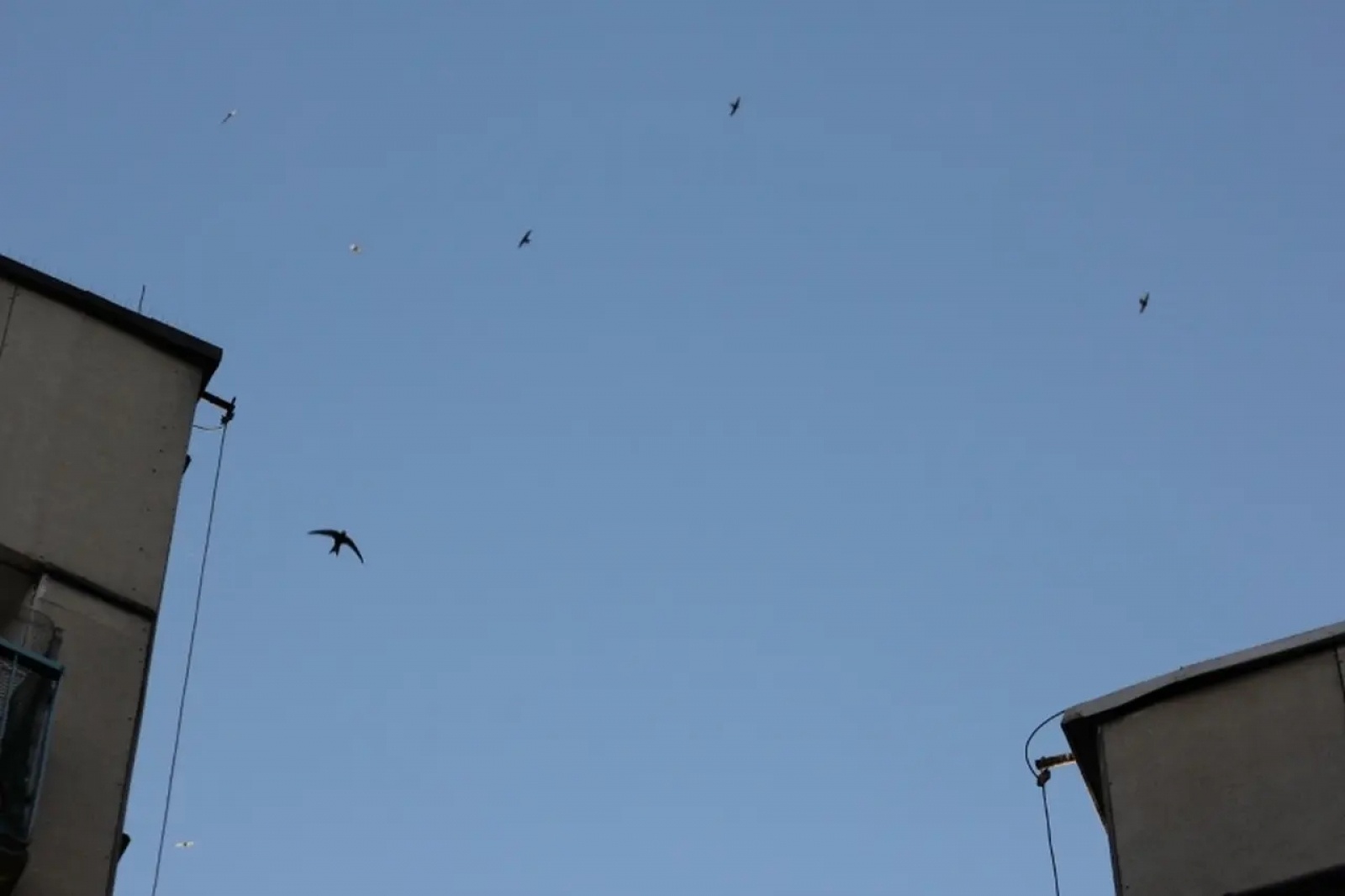 Zdjęcie w galerii na portalu naszwodzislaw.com: Odloty jerzyków to pierwsza oznaka końca wakacji wiadomości z regionu