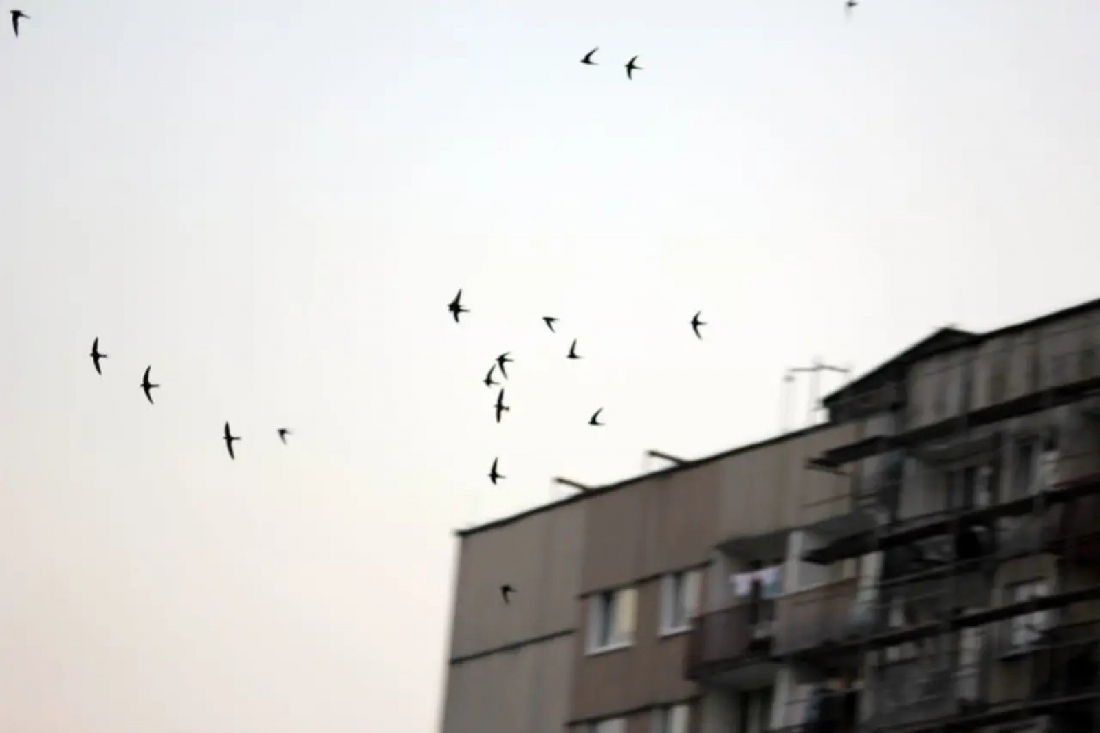 Zdjęcie w galerii na portalu naszwodzislaw.com: Odloty jerzyków to pierwsza oznaka końca wakacji wiadomości z regionu