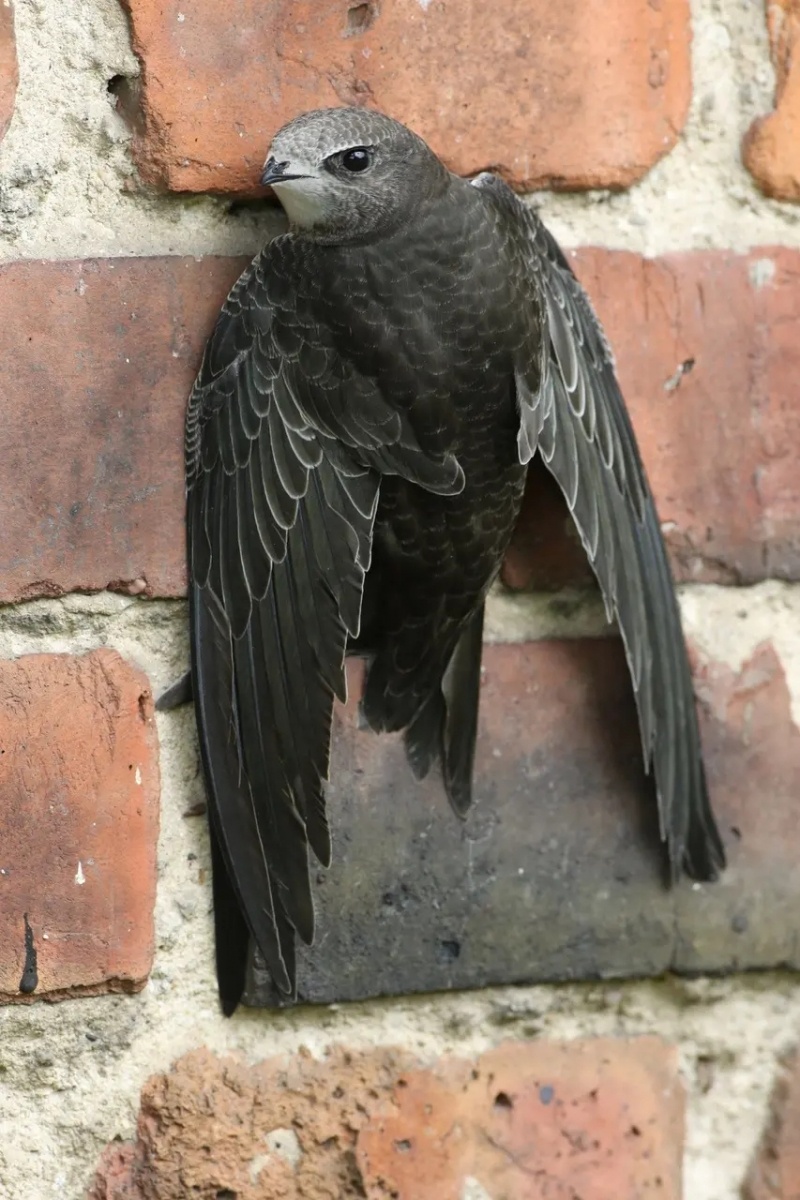 Zdjęcie w galerii na portalu naszwodzislaw.com: Odloty jerzyków to pierwsza oznaka końca wakacji wiadomości z regionu