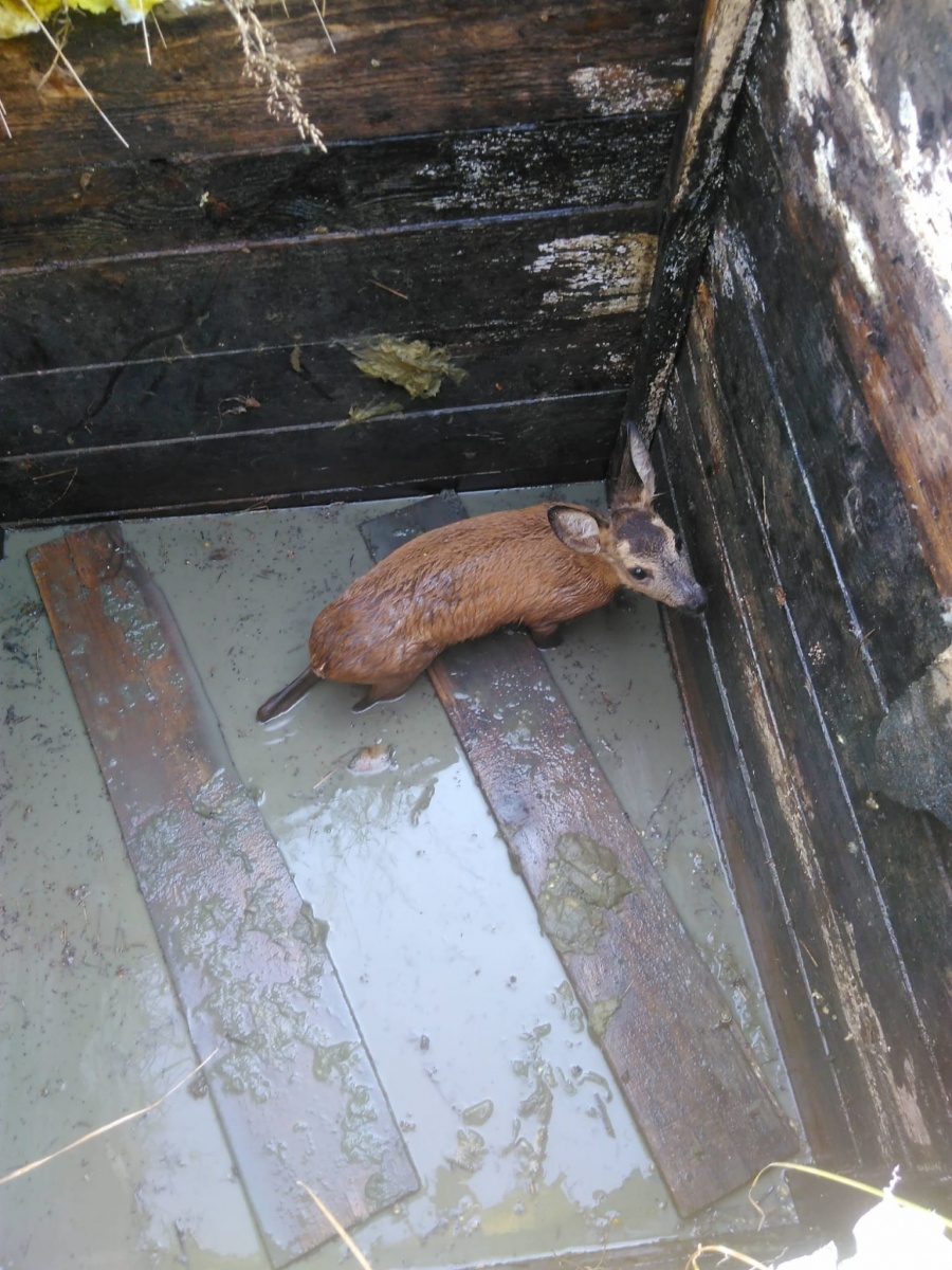 Zdjęcie w galerii na portalu naszwodzislaw.com: Wodzisławscy strażacy uratowali uwięzioną sarnę wiadomości z regionu