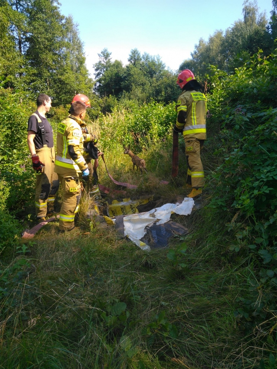 Zdjęcie w galerii na portalu naszwodzislaw.com: Wodzisławscy strażacy uratowali uwięzioną sarnę wiadomości z regionu