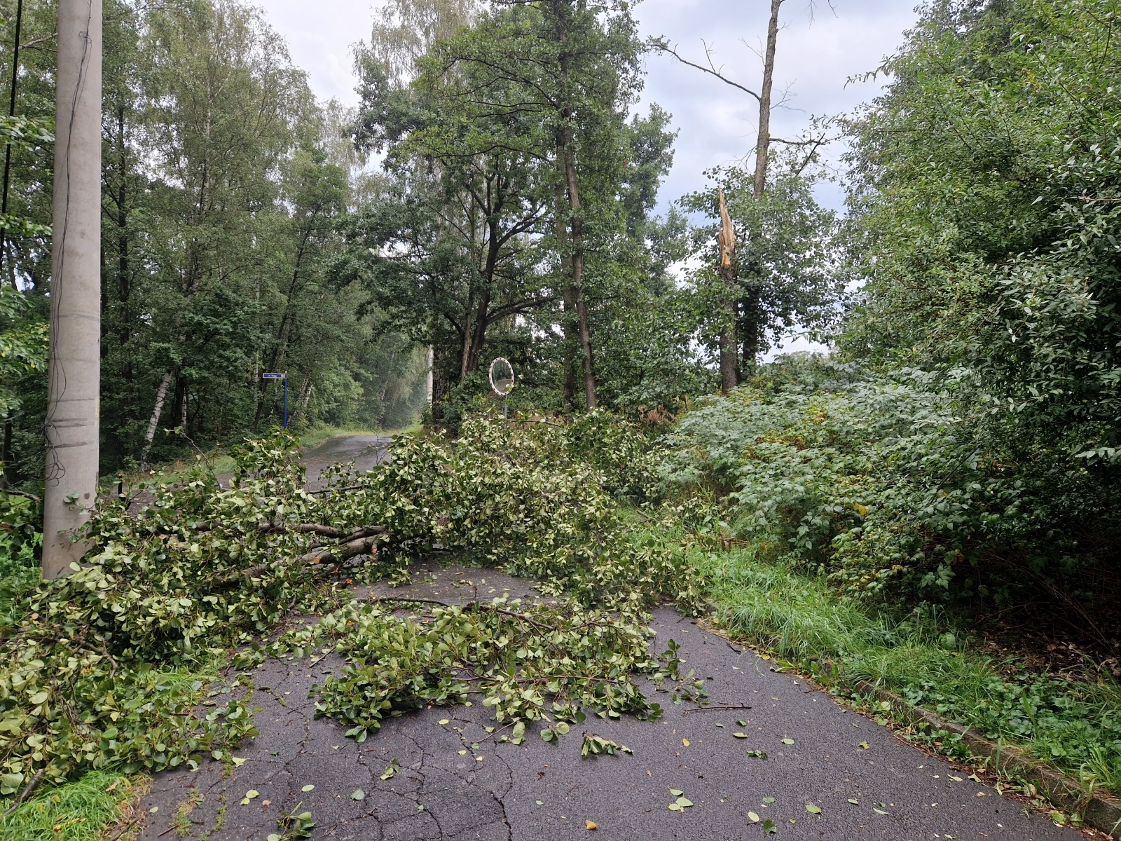 Zdjęcie w galerii na portalu naszwodzislaw.com: Blisko 40 interwencji związanych z usuwaniem skutków nawałnicy wiadomości z regionu