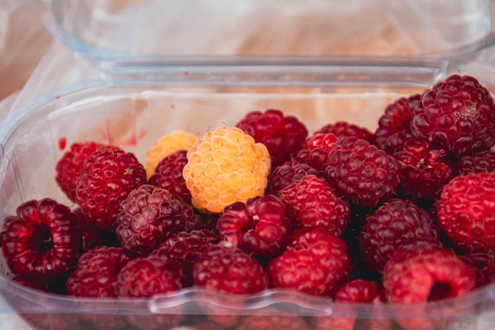 Zdjęcie w galerii na portalu naszwodzislaw.com: Klimatyczny DzieJesie(ń) Festiwal za nami [FOTO] wiadomości z regionu