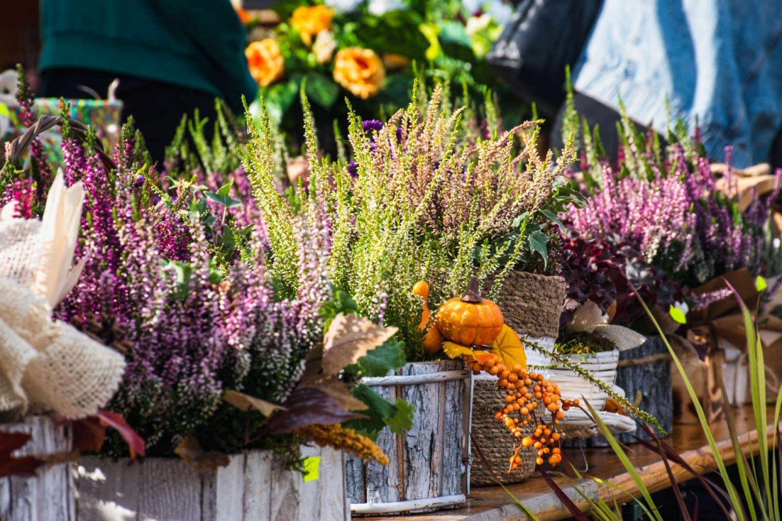 Zdjęcie w galerii na portalu naszwodzislaw.com: Klimatyczny DzieJesie(ń) Festiwal za nami [FOTO] wiadomości z regionu