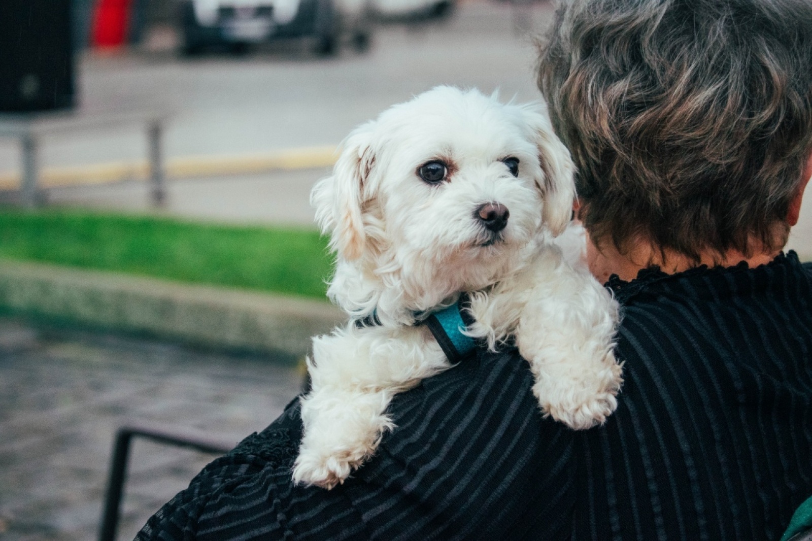 Zdjęcie w galerii na portalu naszwodzislaw.com: Klimatyczny DzieJesie(ń) Festiwal za nami [FOTO] wiadomości z regionu