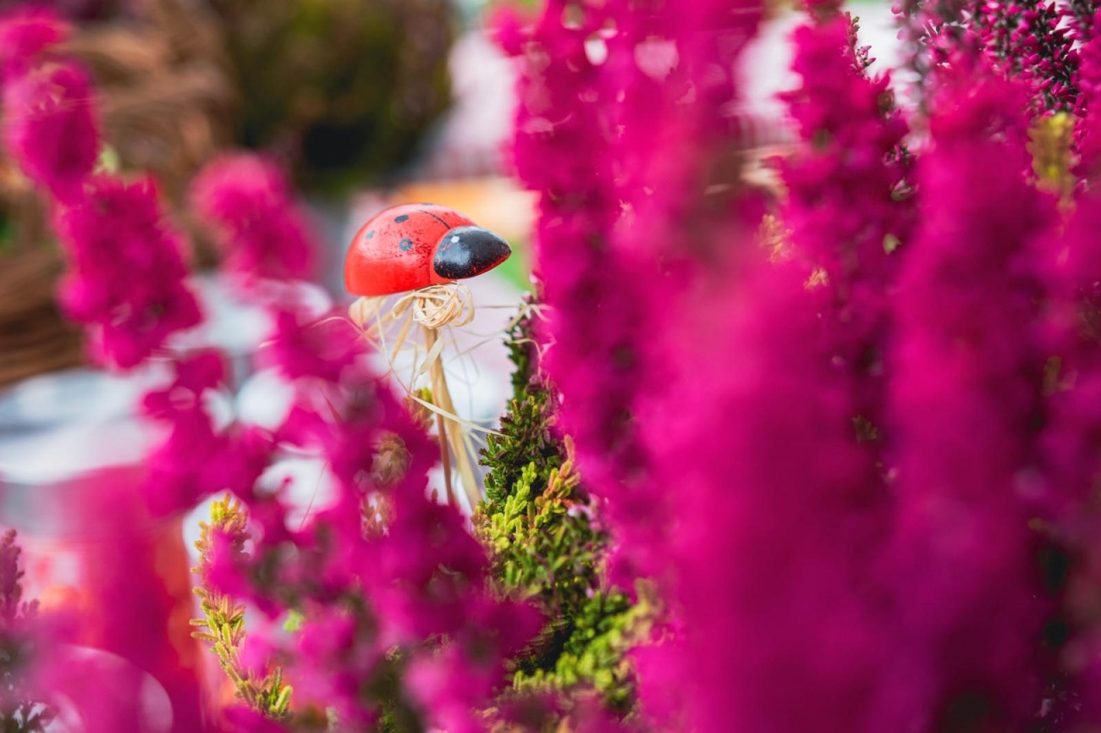 Zdjęcie w galerii na portalu naszwodzislaw.com: Klimatyczny DzieJesie(ń) Festiwal za nami [FOTO] wiadomości z regionu