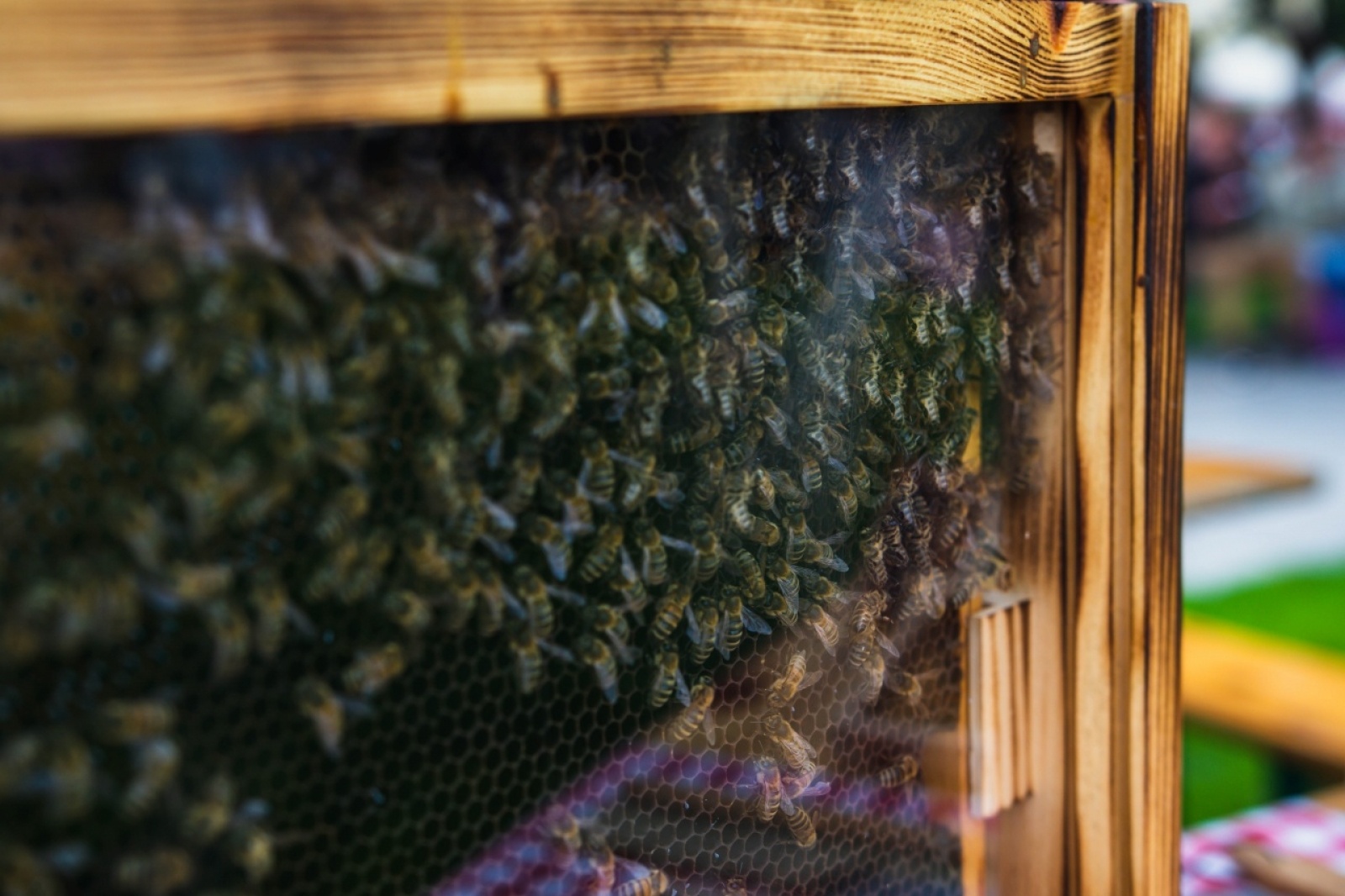 Zdjęcie w galerii na portalu naszwodzislaw.com: Klimatyczny DzieJesie(ń) Festiwal za nami [FOTO] wiadomości z regionu