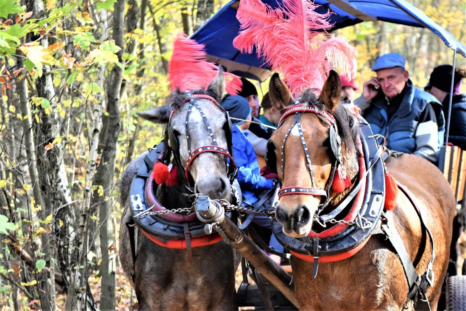 Zdjęcie w galerii na portalu naszwodzislaw.com: Hubertus 2022 za nami. Pogonili za lisią kitą wiadomości z regionu