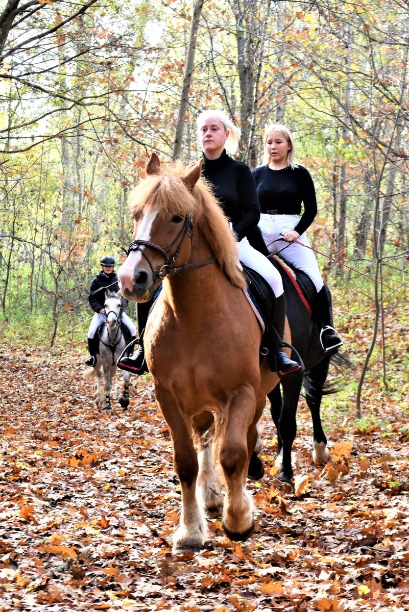 Zdjęcie w galerii na portalu naszwodzislaw.com: Hubertus 2022 za nami. Pogonili za lisią kitą wiadomości z regionu