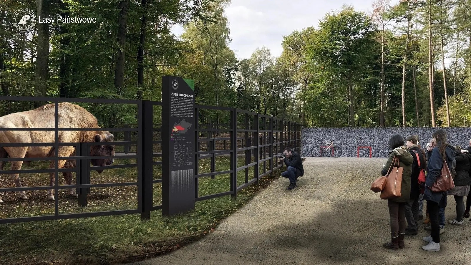 Zdjęcie w galerii na portalu naszwodzislaw.com: Tak będzie wyglądać zagroda żubrów w Raciborzu. Na tym nie koniec! [FOTO] wiadomości z regionu