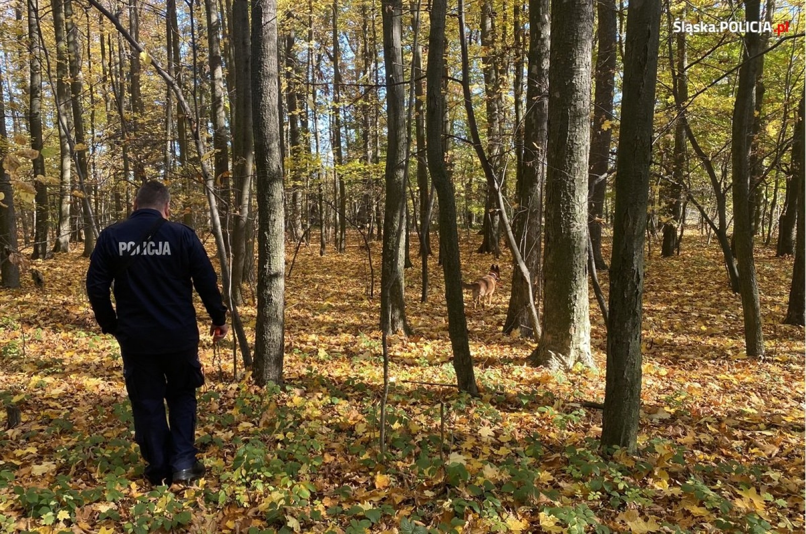 Zdjęcie w galerii na portalu naszwodzislaw.com: Wspólne szkolenie polskich i czeskich policyjnych przewodników psów wiadomości z regionu