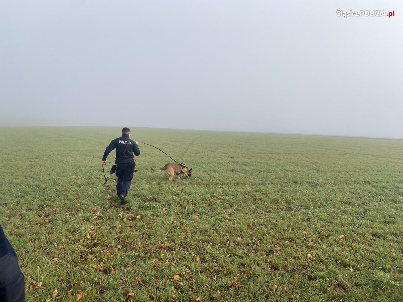 Zdjęcie w galerii na portalu naszwodzislaw.com: Wspólne szkolenie polskich i czeskich policyjnych przewodników psów wiadomości z regionu