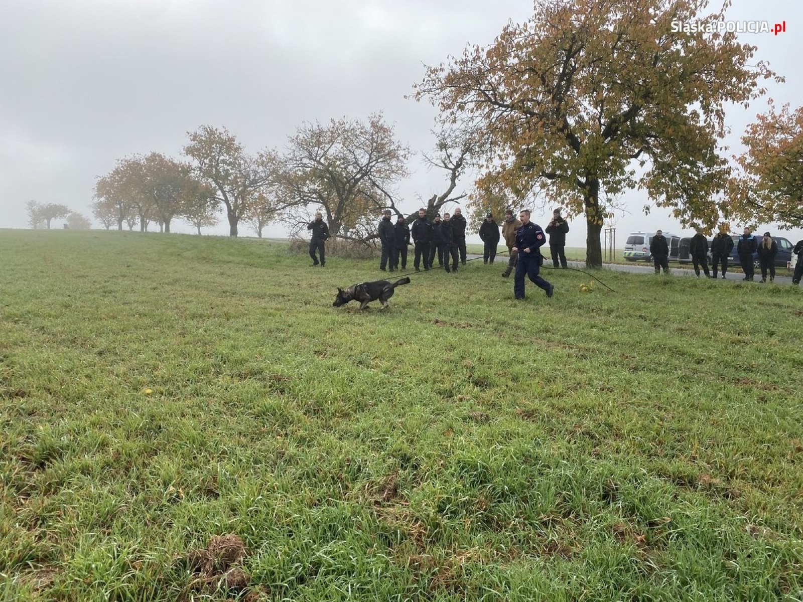 Zdjęcie w galerii na portalu naszwodzislaw.com: Wspólne szkolenie polskich i czeskich policyjnych przewodników psów wiadomości z regionu