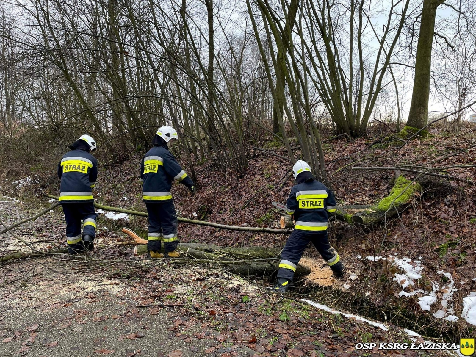 Zdjęcie w galerii na portalu naszwodzislaw.com: Powalone drzewo tarasowało ścieżkę rowerową wiadomości z regionu