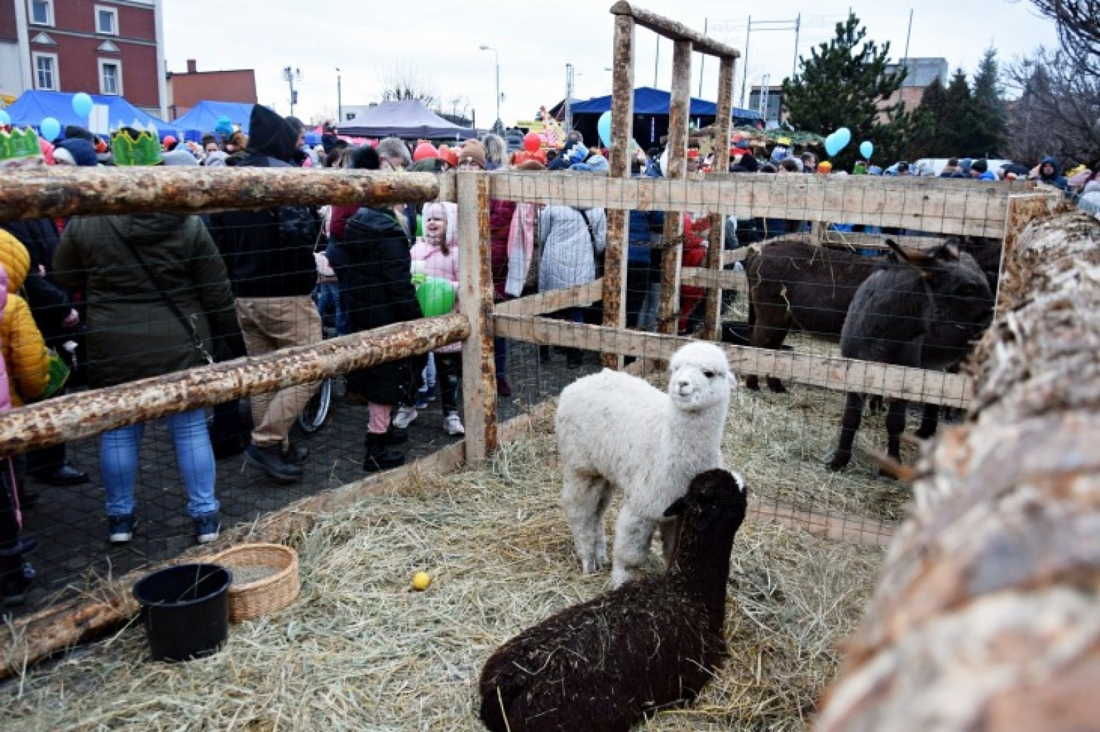 Zdjęcie w galerii na portalu naszwodzislaw.com: Orszak Trzech Króli w Rydułtowach [FOTO] wiadomości z regionu
