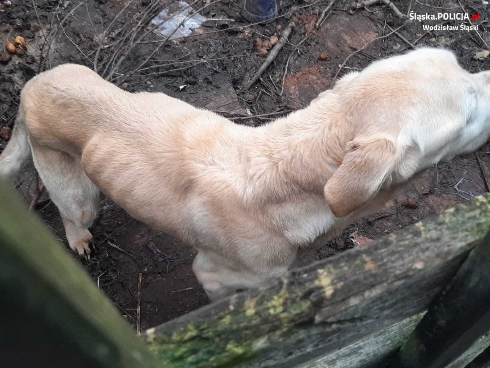 Zdjęcie w galerii na portalu naszwodzislaw.com: Kobieta odpowie za znęcanie się nad swoim psem wiadomości z regionu