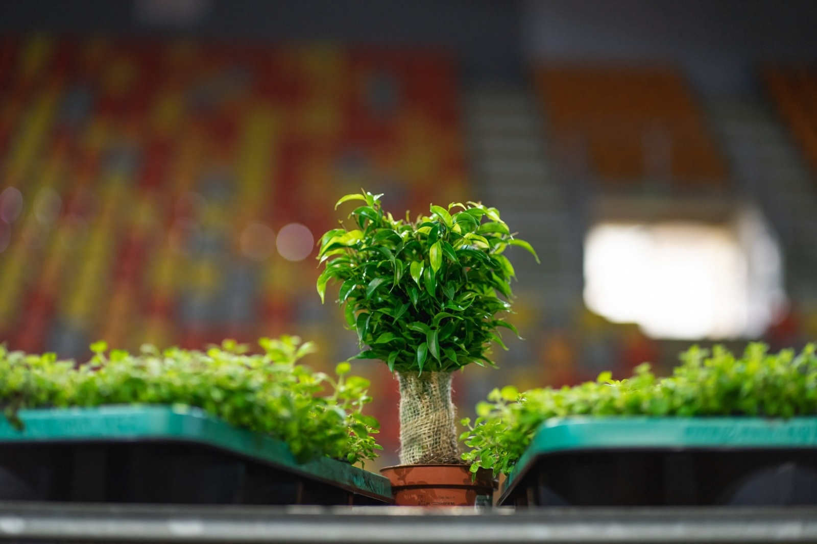 Zdjęcie w galerii na portalu naszwodzislaw.com: Przedwiośnie w Hali Omega w Jastrzębiu-Zdroju - największy targ roślin doniczkowych w Polsce! wiadomości z regionu