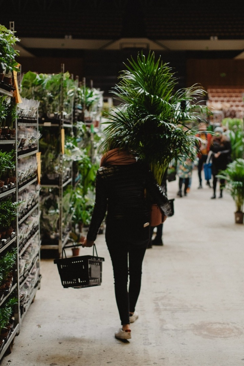 Zdjęcie w galerii na portalu naszwodzislaw.com: Przedwiośnie w Hali Omega w Jastrzębiu-Zdroju - największy targ roślin doniczkowych w Polsce! wiadomości z regionu