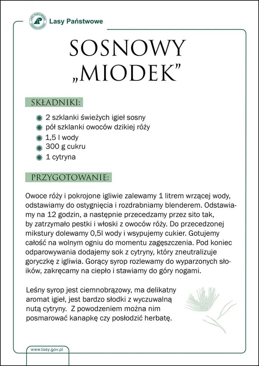 Zdjęcie w galerii na portalu naszwodzislaw.com: Skarby raciborskich lasów. Miodek z igliwia wiadomości z regionu