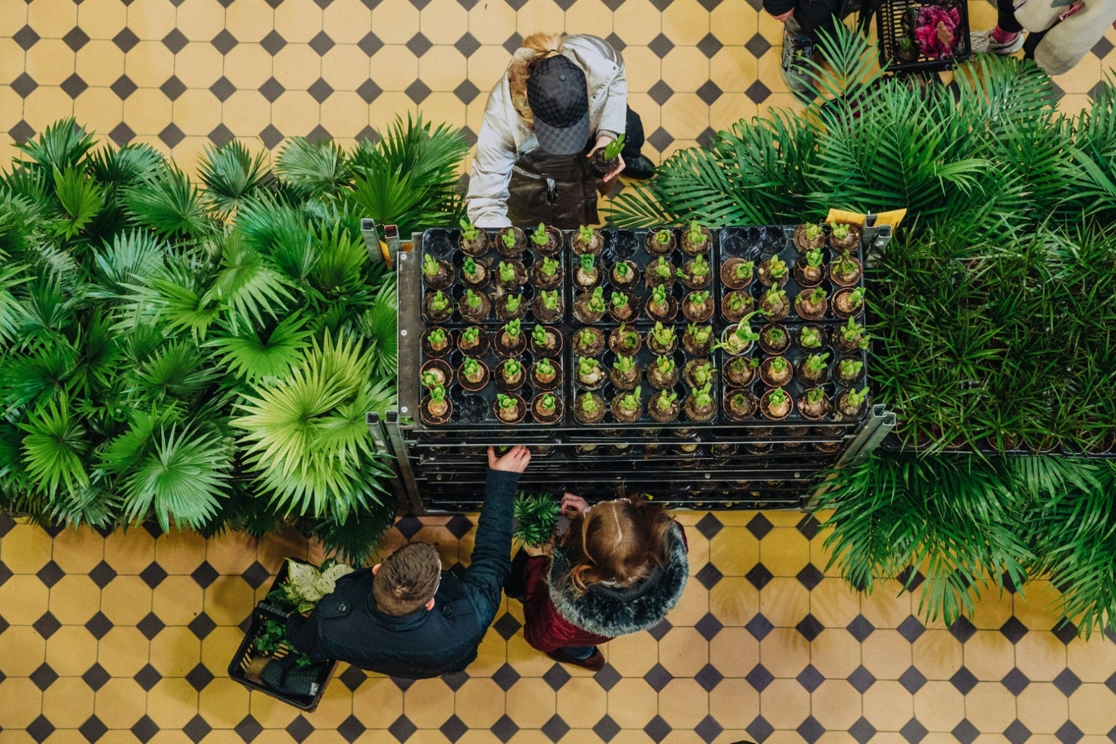 Zdjęcie w galerii na portalu naszwodzislaw.com: Wiosna w Międzynarodowym Centrum Kongresowym w Katowicach - największy targ roślin doniczkowych w Polsce! wiadomości z regionu