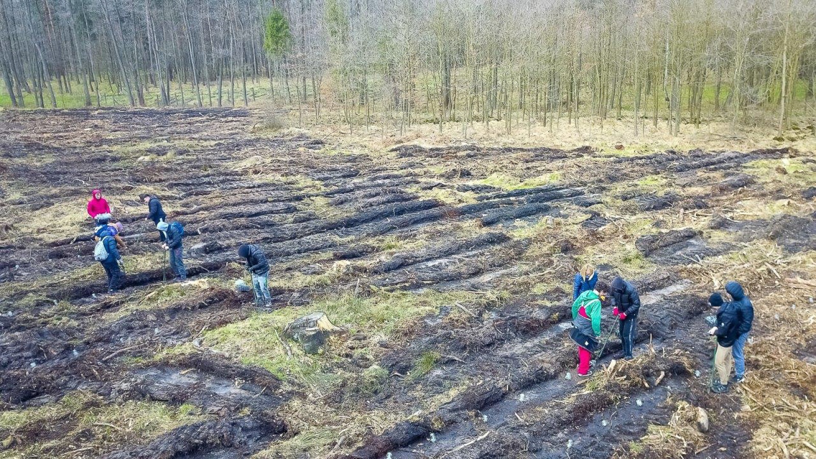 Zdjęcie w galerii na portalu naszwodzislaw.com: PGE GiEK posadziła 1000 nowych drzew na terenie Nadleśnictwa Rybnik w ramach akcji „Lasy Pełne Energii” wiadomości z regionu