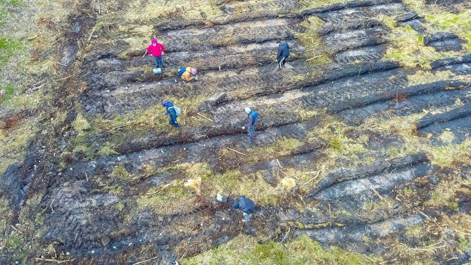 Zdjęcie w galerii na portalu naszwodzislaw.com: PGE GiEK posadziła 1000 nowych drzew na terenie Nadleśnictwa Rybnik w ramach akcji „Lasy Pełne Energii” wiadomości z regionu