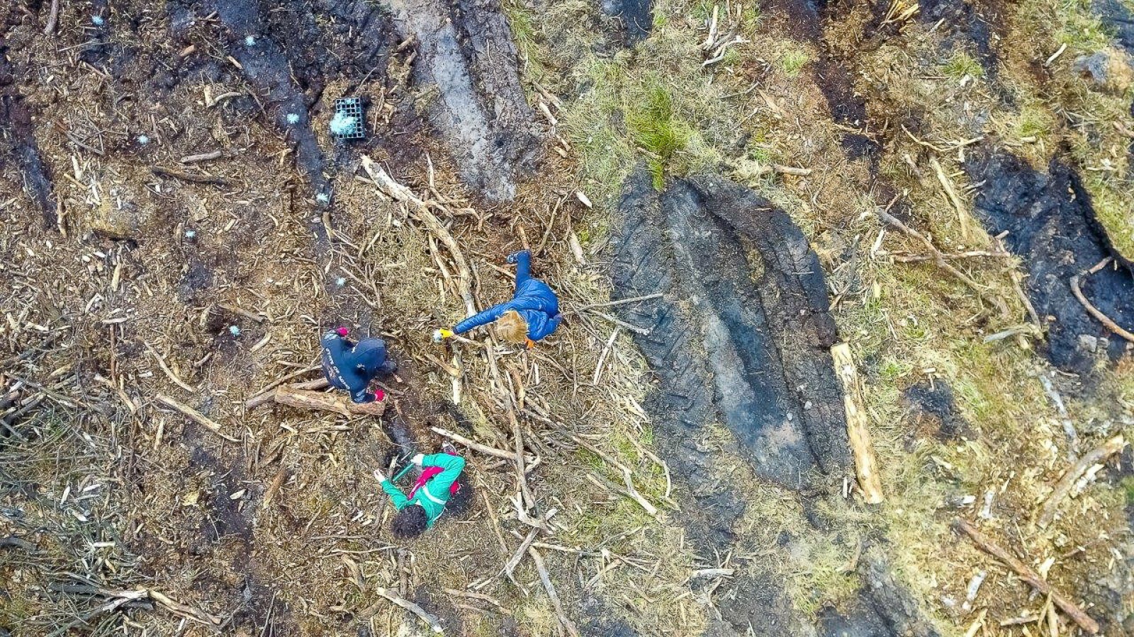 Zdjęcie w galerii na portalu naszwodzislaw.com: PGE GiEK posadziła 1000 nowych drzew na terenie Nadleśnictwa Rybnik w ramach akcji „Lasy Pełne Energii” wiadomości z regionu