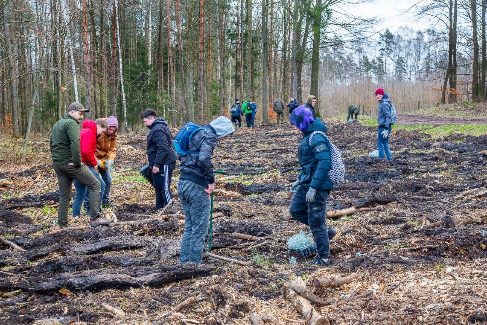 Zdjęcie w galerii na portalu naszwodzislaw.com: PGE GiEK posadziła 1000 nowych drzew na terenie Nadleśnictwa Rybnik w ramach akcji „Lasy Pełne Energii” wiadomości z regionu
