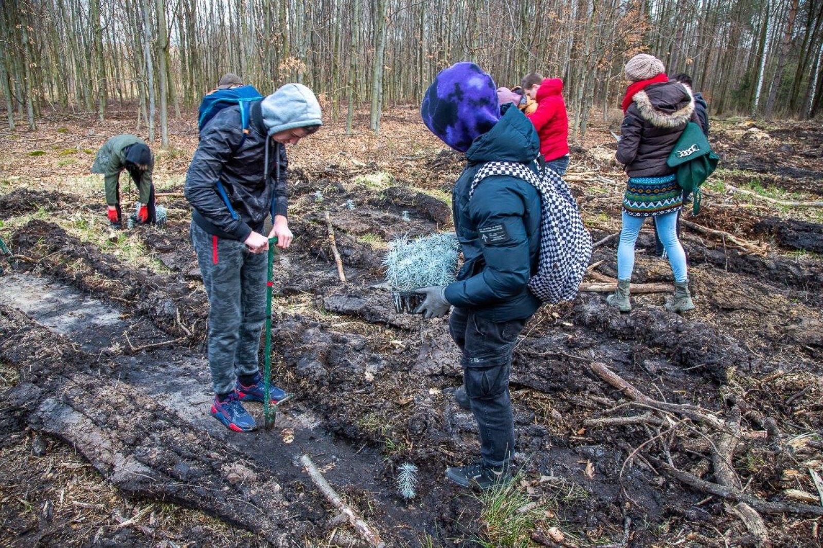 Zdjęcie w galerii na portalu naszwodzislaw.com: PGE GiEK posadziła 1000 nowych drzew na terenie Nadleśnictwa Rybnik w ramach akcji „Lasy Pełne Energii” wiadomości z regionu